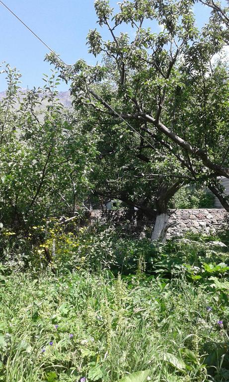 Guest House Dodo Kazbegi Εξωτερικό φωτογραφία